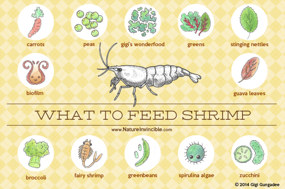 infofraphic of the different foods shrimp like